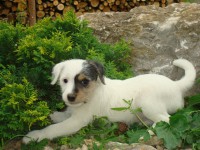 /album/stenata-puppies/stenata-2-mesice-066-jpg/
